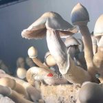 Moby Dick - Jeringa de Esporas 10ml