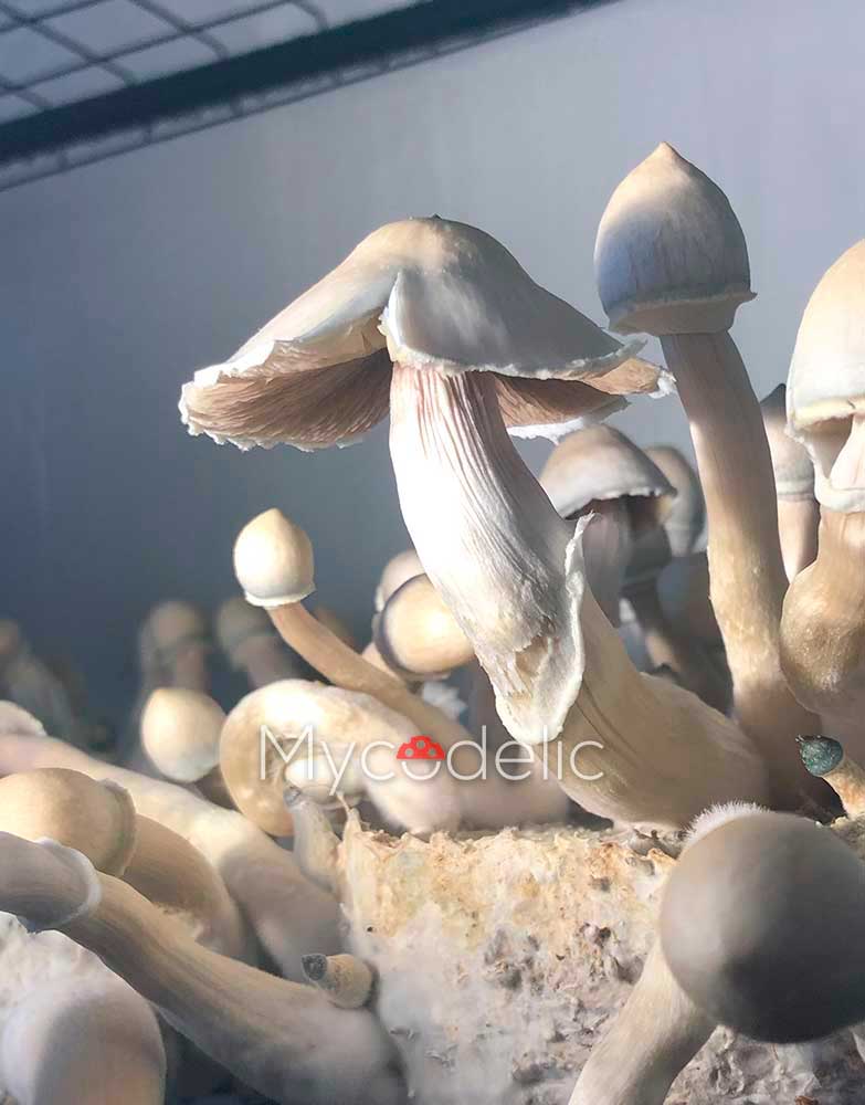 psilocybe-cubensis-moby-dick-1