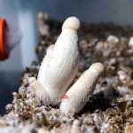 psilocybe-cubensis-moby-dick-1