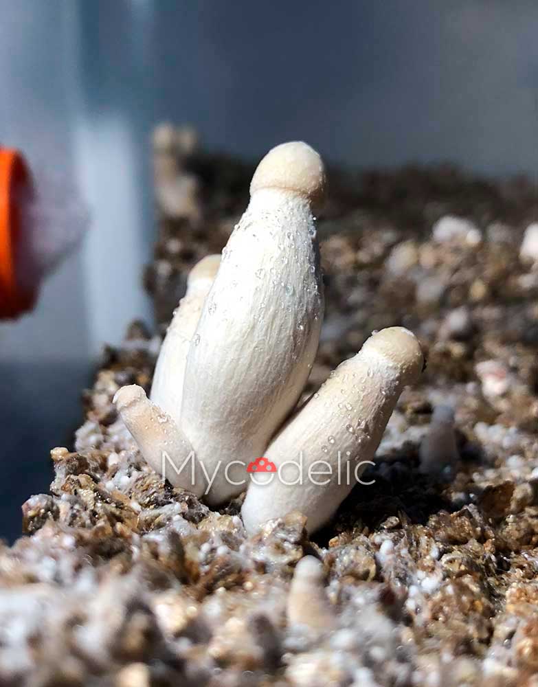 psilocybe-cubensis-moby-dick-2