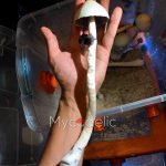 psilocybe-cubensis-moby-dick-1