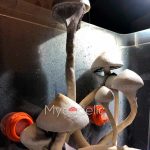 psilocybe-cubensis-moby-dick-1