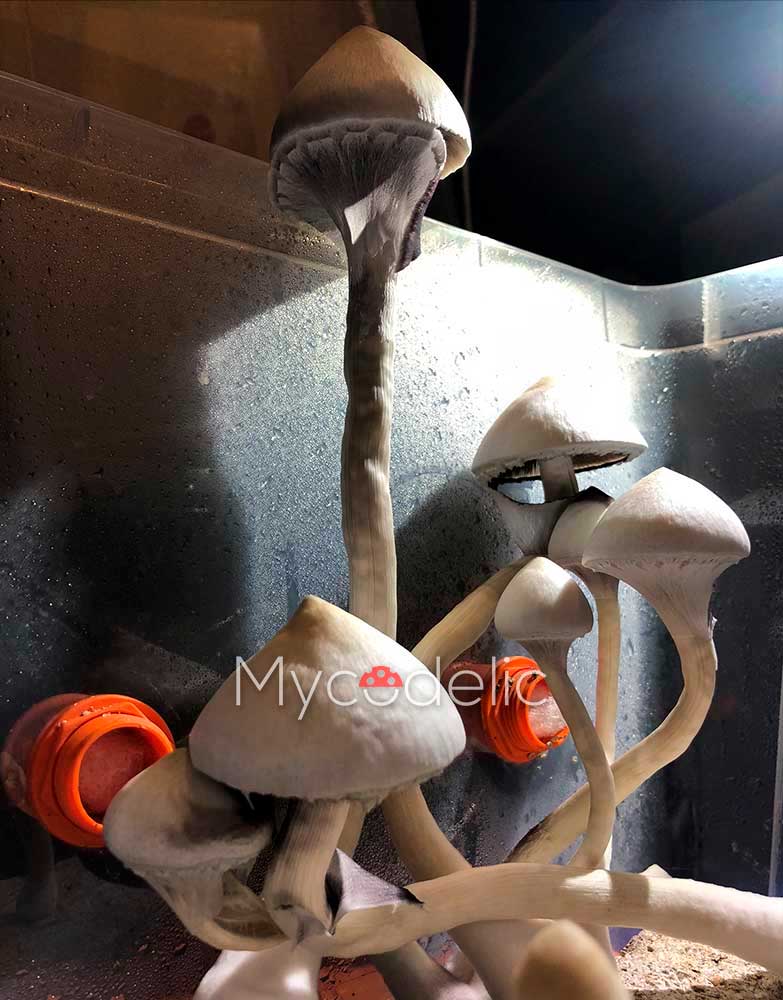 psilocybe-cubensis-moby-dick-4