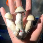 psilocybe-cubensis-moby-dick-1