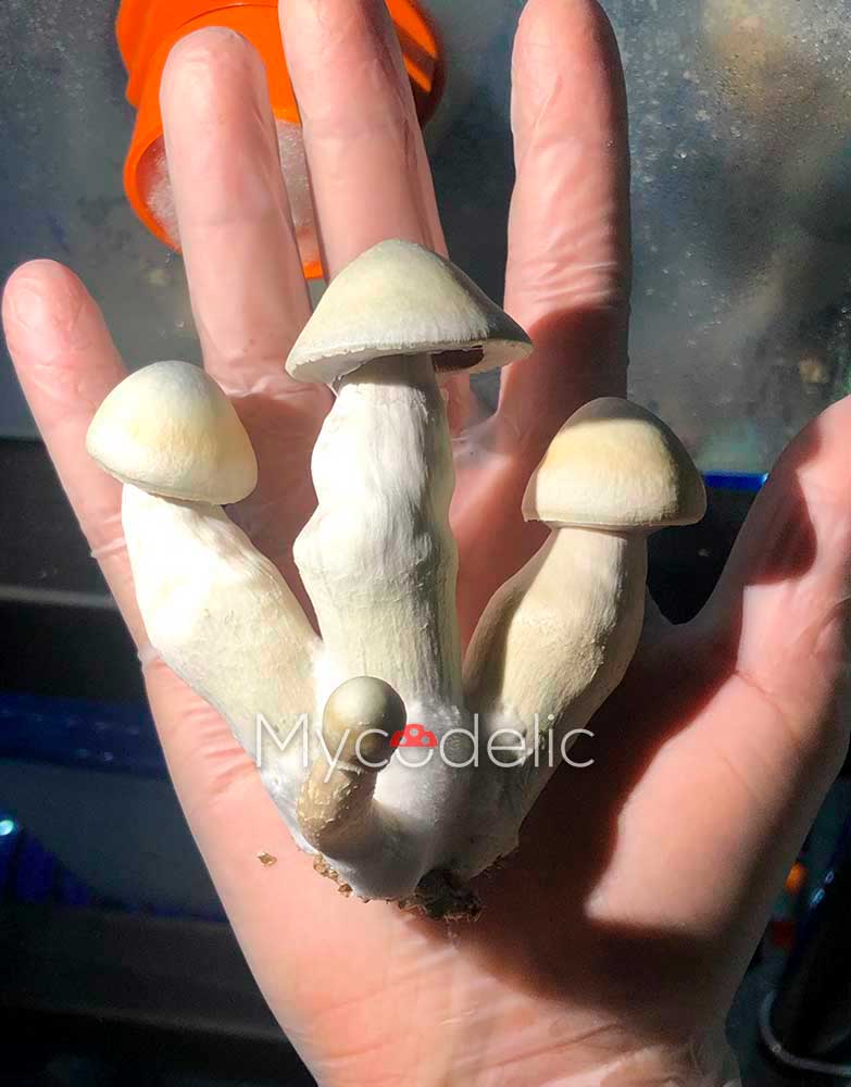 psilocybe-cubensis-moby-dick-5
