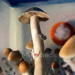 psilocybe-cubensis-thai-ban-hua-thanon