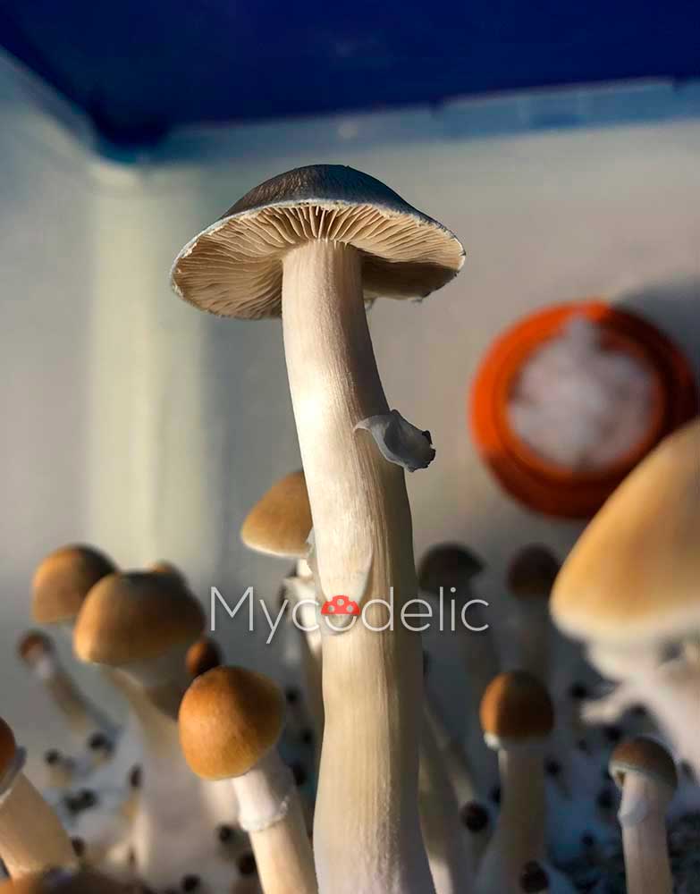psilocybe-cubensis-thai-ban-hua-thanon