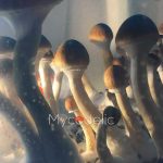 psilocybe-cubensis-thai-ban-hua-thanon