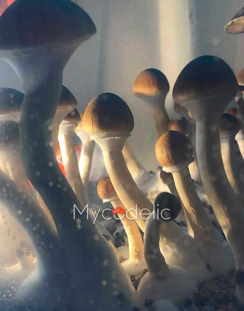psilocybe-cubensis-thai-ban-hua-thanon2