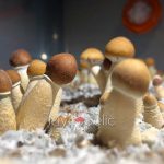 psilocybe-cubensis-thai-koh-samui-super-strain-2