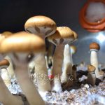 psilocybe-cubensis-thai-koh-samui-super-strain-2