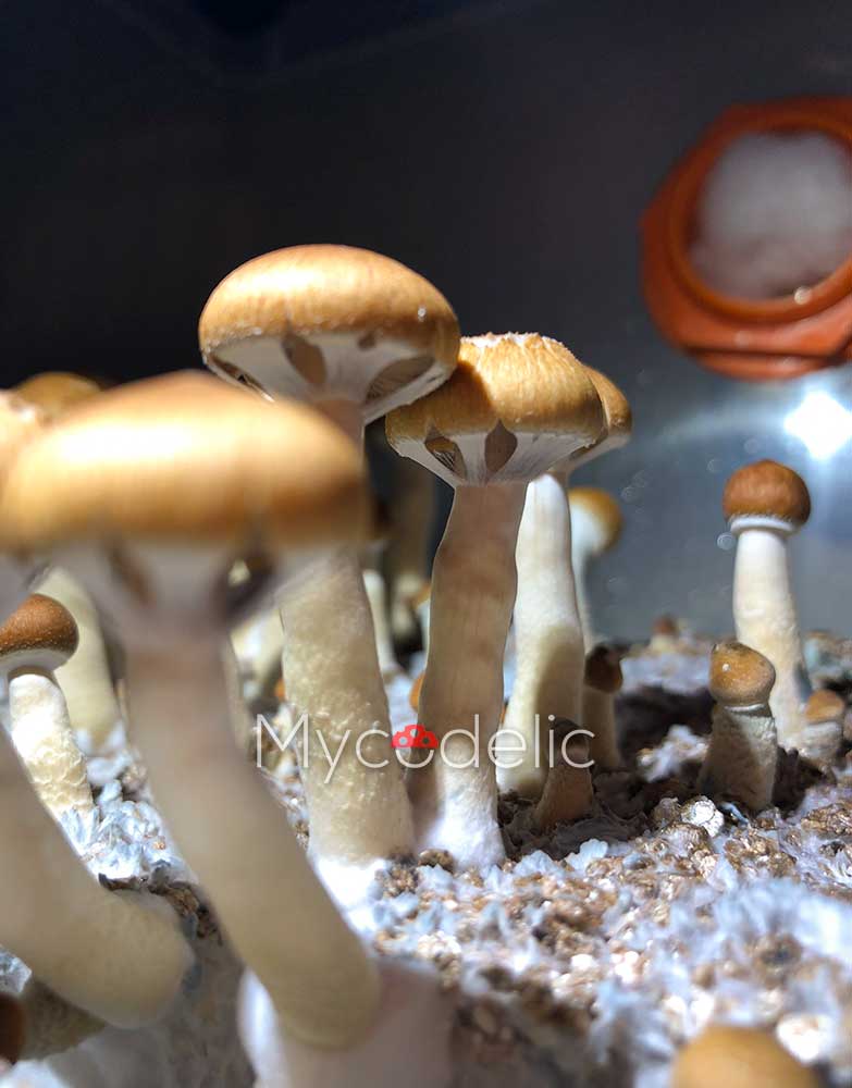 psilocybe-cubensis-thai-koh-samui-super-strain-2