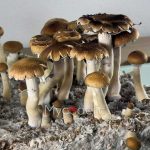 psilocybe-cubensis-thai-koh-samui-super-strain-2
