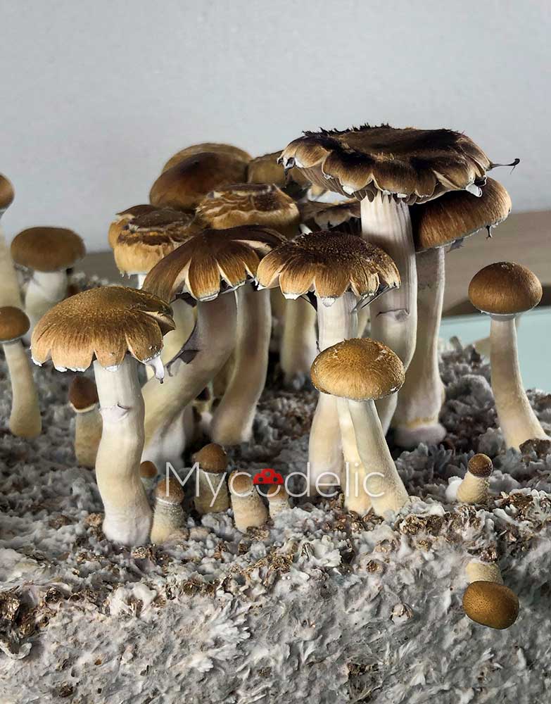psilocybe-cubensis-thai-koh-samui-super-strain-3