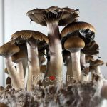 psilocybe-cubensis-thai-koh-samui-super-strain-2