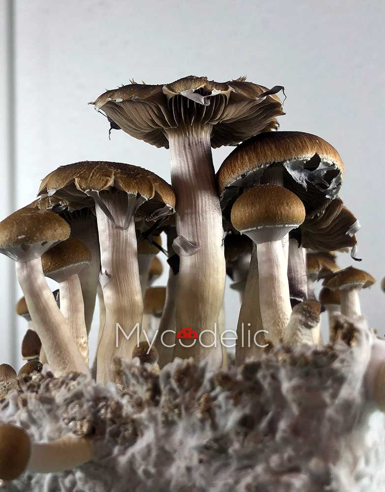 psilocybe-cubensis-thai-koh-samui-super-strain-4
