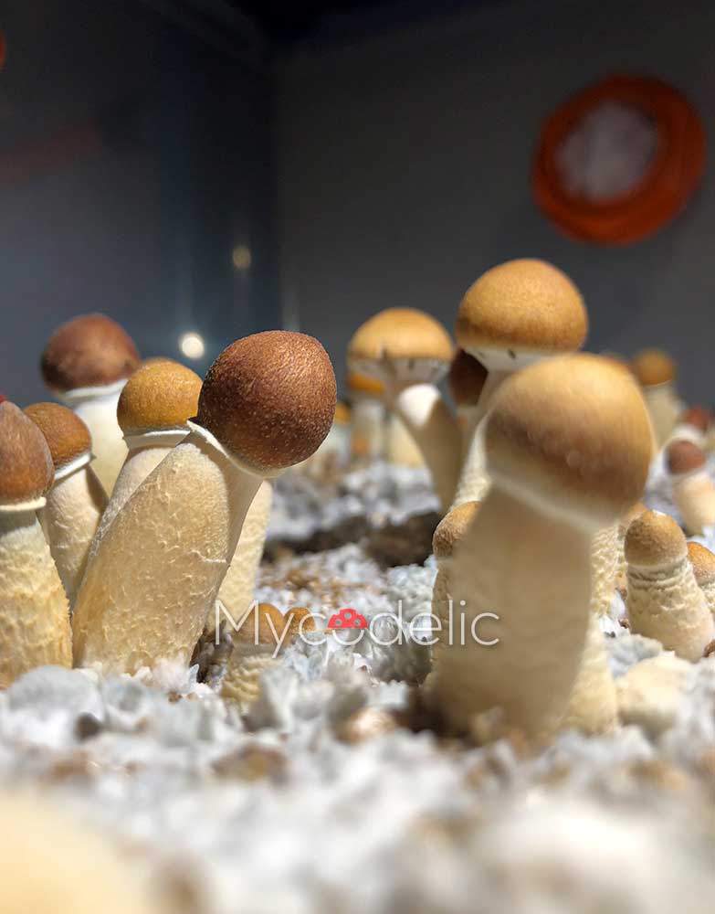 psilocybe-cubensis-thai-koh-samui-super-strain