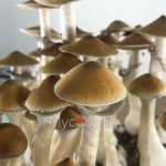 psilocybe-cubensis-tulum-2