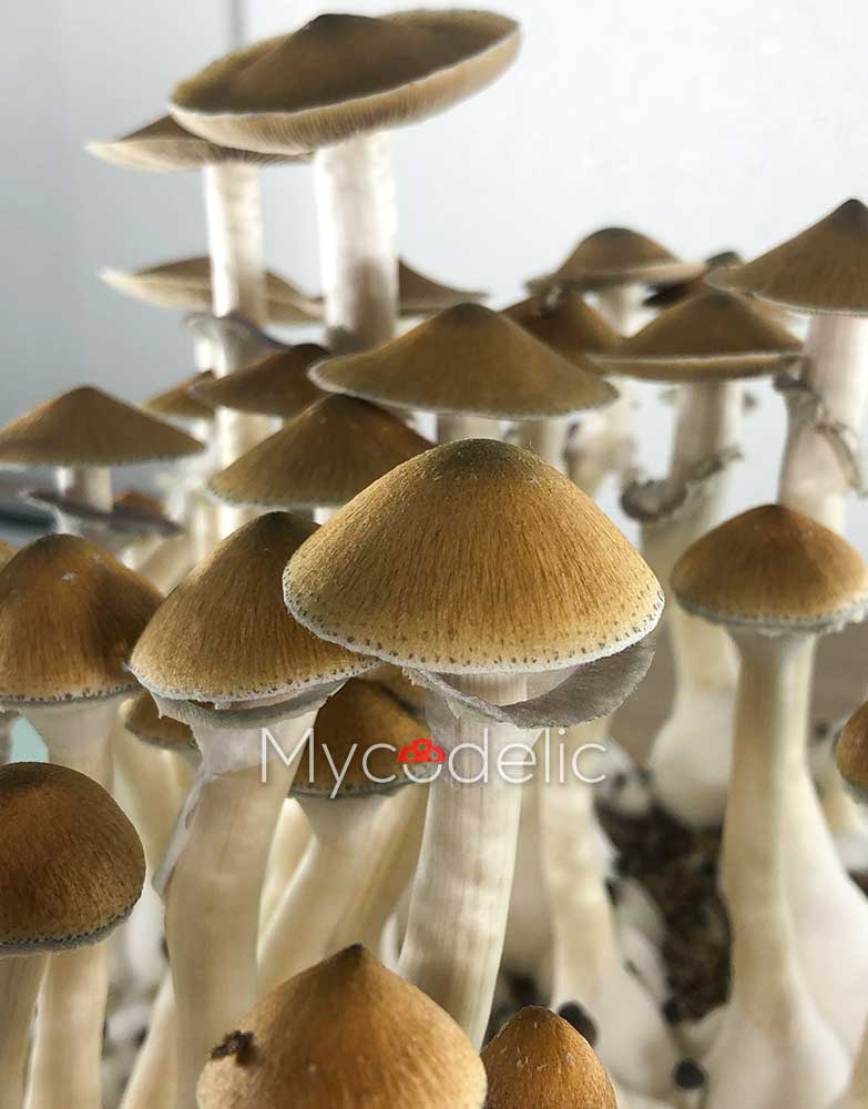 psilocybe-cubensis-tulum-1