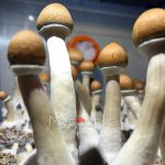 psilocybe-cubensis-tulum-2