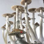 Tulum - Jeringa de Esporas 10ml