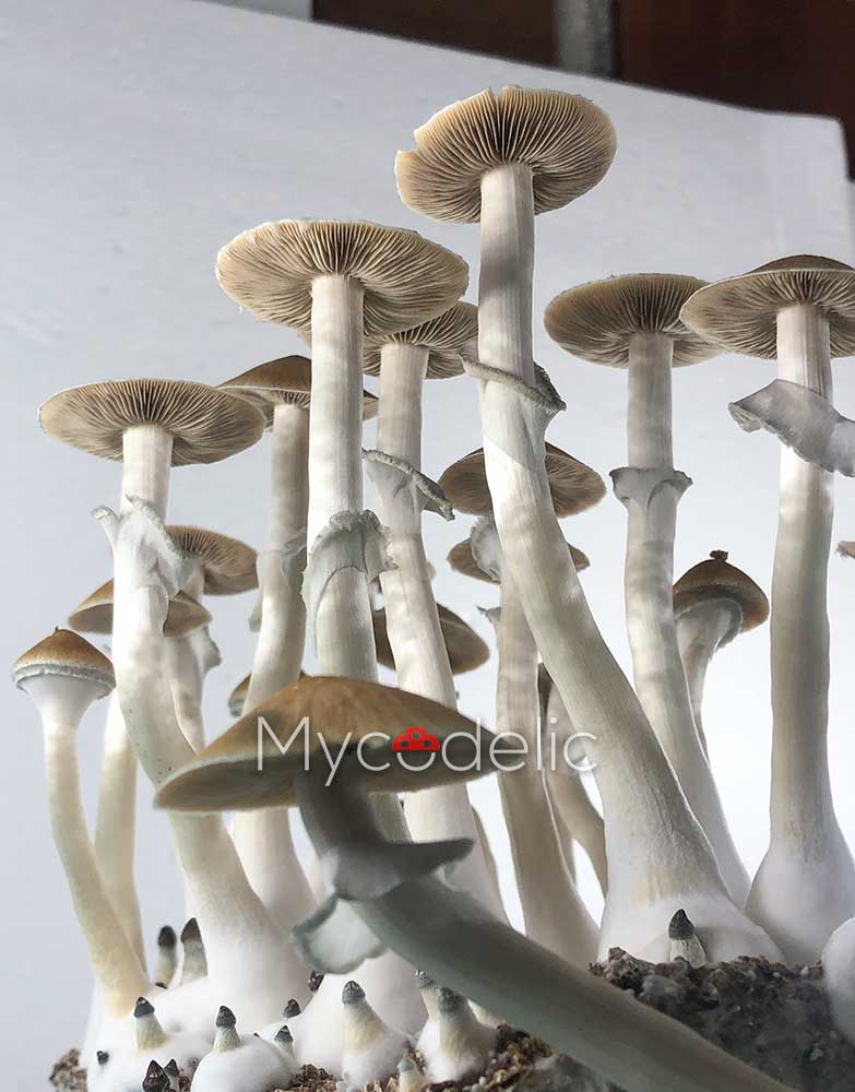 psilocybe-cubensis-tulum-2