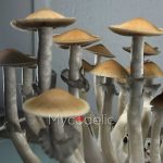 psilocybe-cubensis-tulum-2