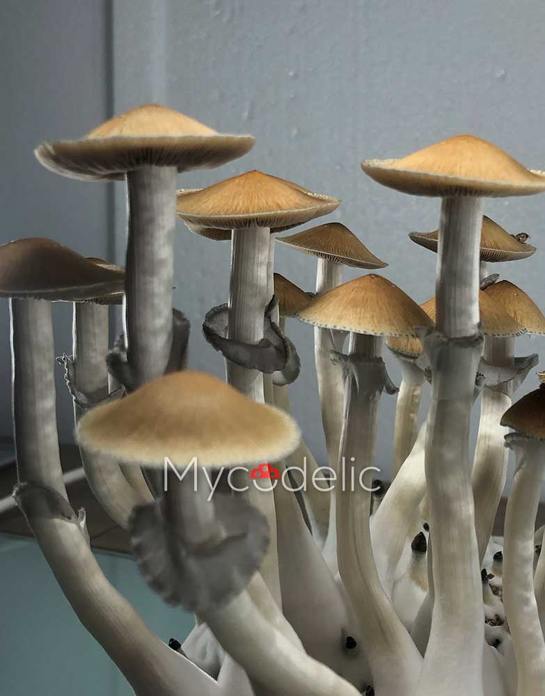 psilocybe-cubensis-tulum-3