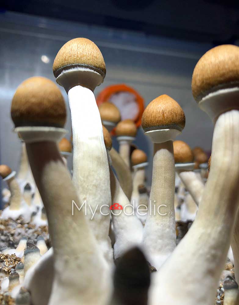 psilocybe-cubensis-tulum