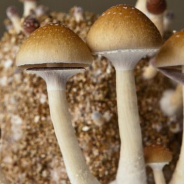 Inoculación de Esporas