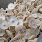 Averys-Albino-psilocybe-cubensis