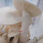 Averys-Albino-psilocybe-cubensis