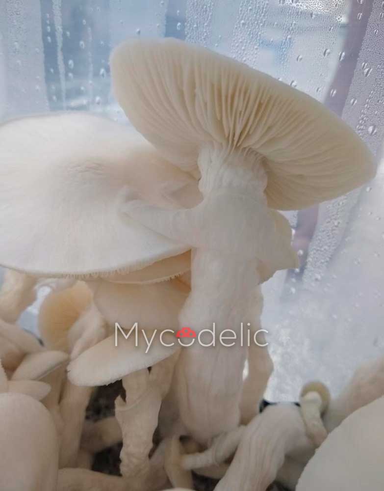 Averys-Albino-psilocybe-cubensis-2