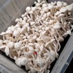 Averys-Albino-psilocybe-cubensis