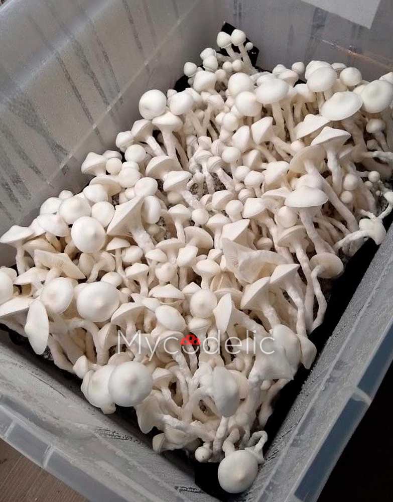 Averys-Albino-psilocybe-cubensis-3