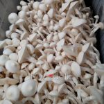 Averys-Albino-psilocybe-cubensis