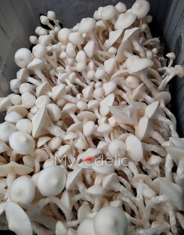 Averys-Albino-psilocybe-cubensis-4
