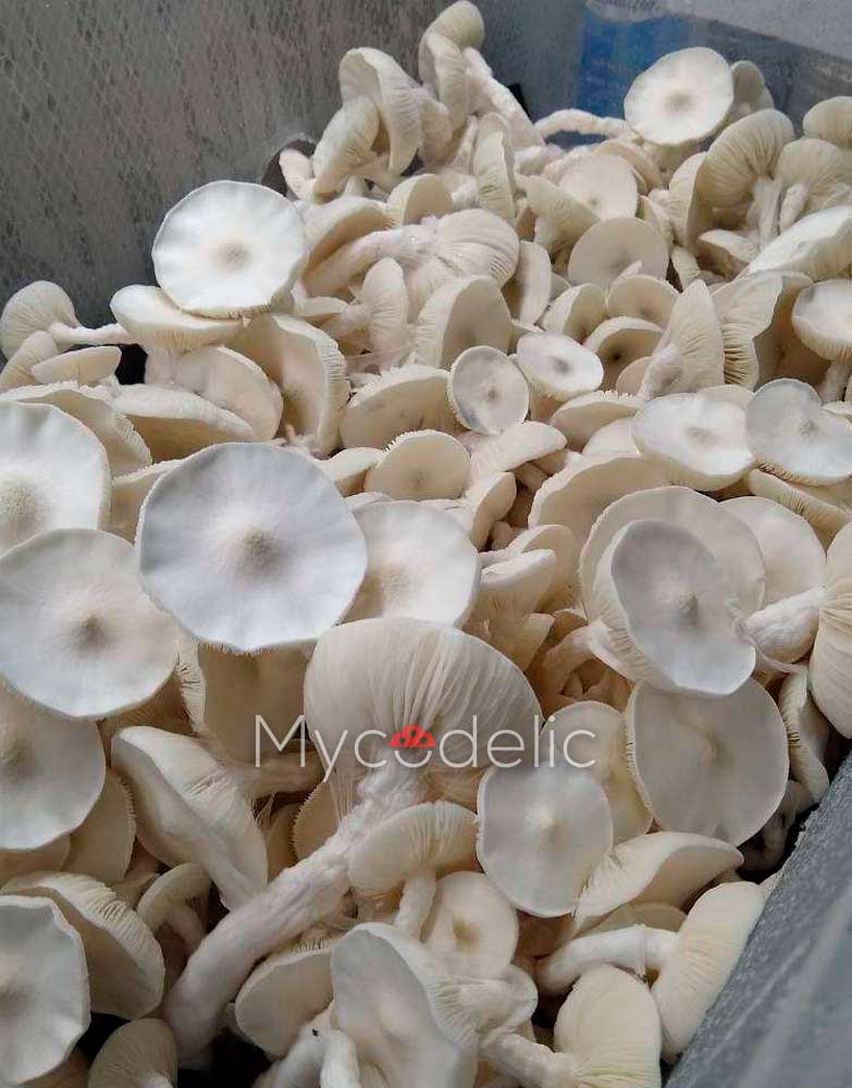 Averys-Albino-psilocybe-cubensis
