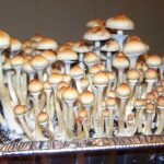 Blue Meanie - Jeringa de Esporas 10ml