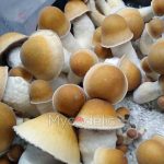 Penis Envy - Jeringa de Esporas 10ml