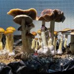 Thai Elephant Dung - Jeringa de Esporas 10ml