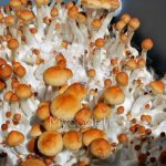 thai-pink-buffalo-psilocybe-cubensis