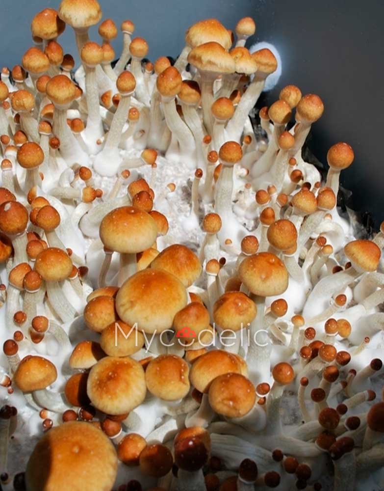 thai-pink-buffalo-psilocybe-cubensis