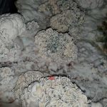 enigma-psilocybe-cubensis