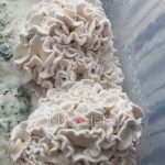 enigma-psilocybe-cubensis