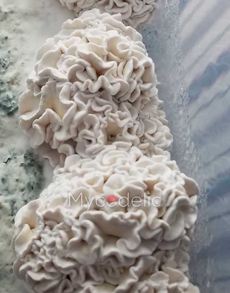 enigma-psilocybe-cubensis-3