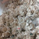 enigma-psilocybe-cubensis