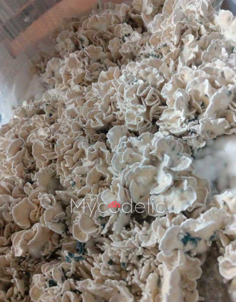 enigma-psilocybe-cubensis-4