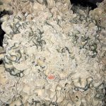 enigma-psilocybe-cubensis