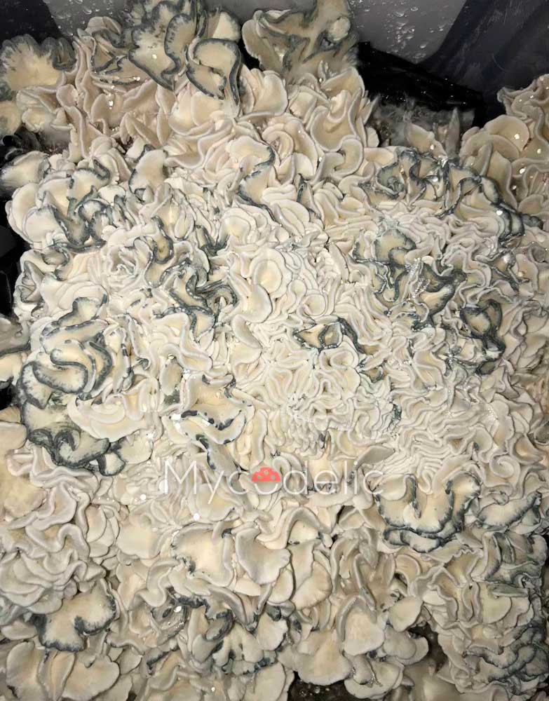 enigma-psilocybe-cubensis-5